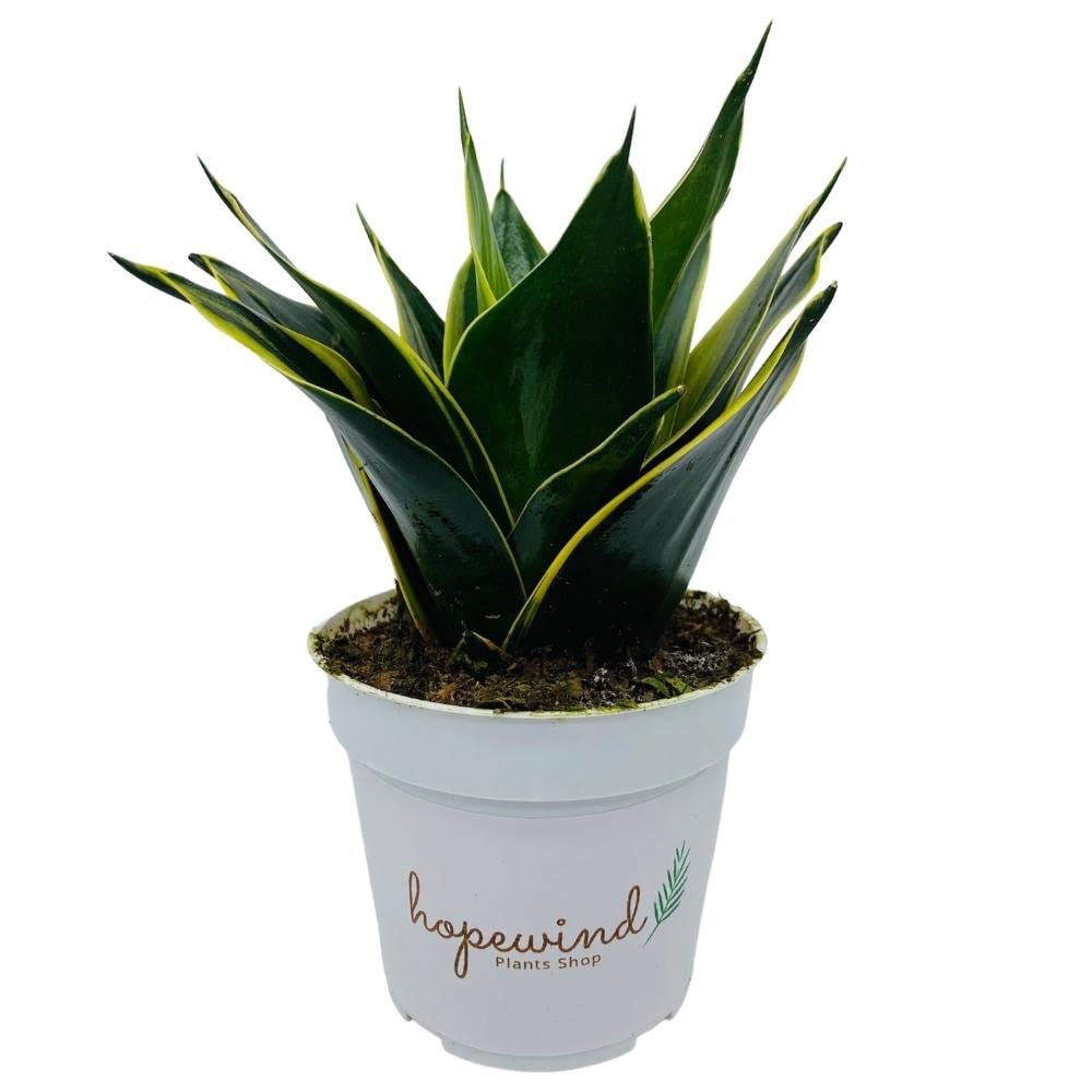 Live Plant, Snake Plant, Indoor Plant, Sansevieria, Air Purifying, Easy Care, 4 inch Pot by Hopewind Plants Shop (Black Star (Black Gold))