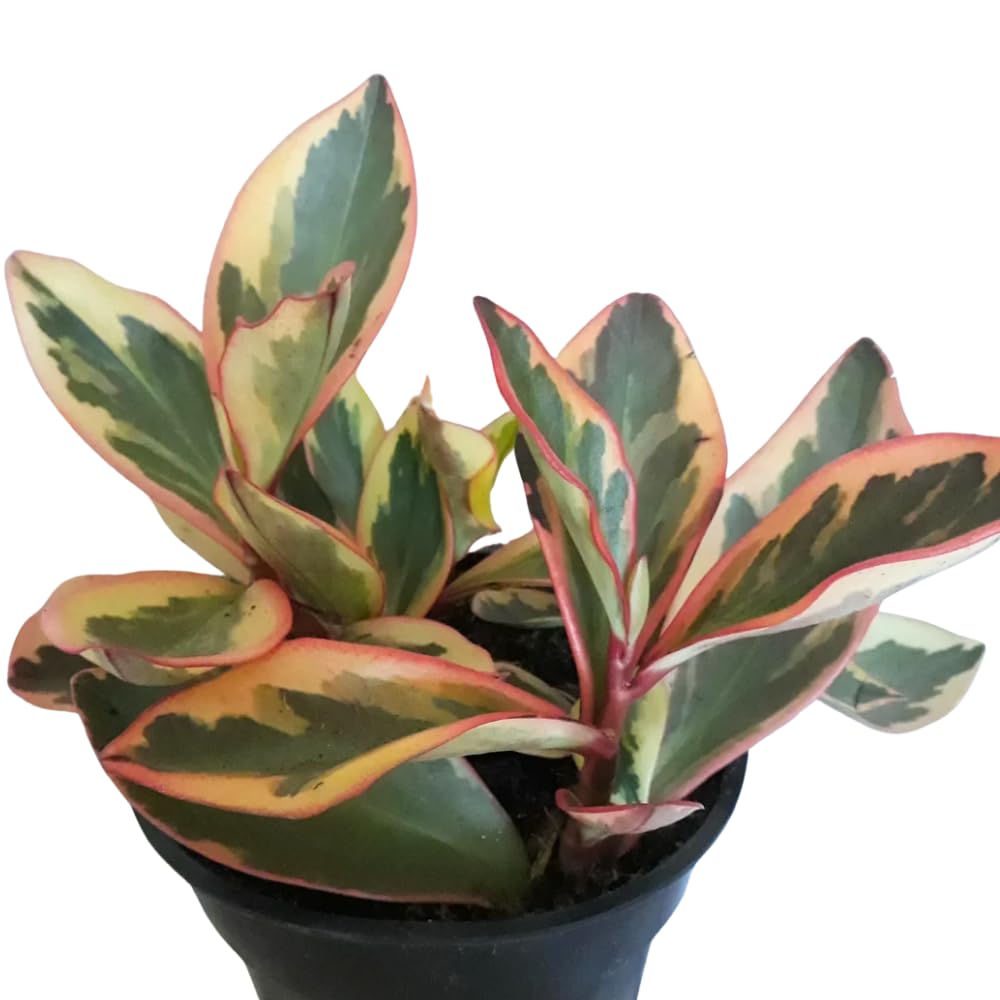Peperomia Plant Live, Peperomia Live in 3.5 Inches Pot, Tropical Houseplant for Indoor Planting, Compact Plant for Home Office Decor, 4 to 6 Inches Tall (Peperomia Rainbow)