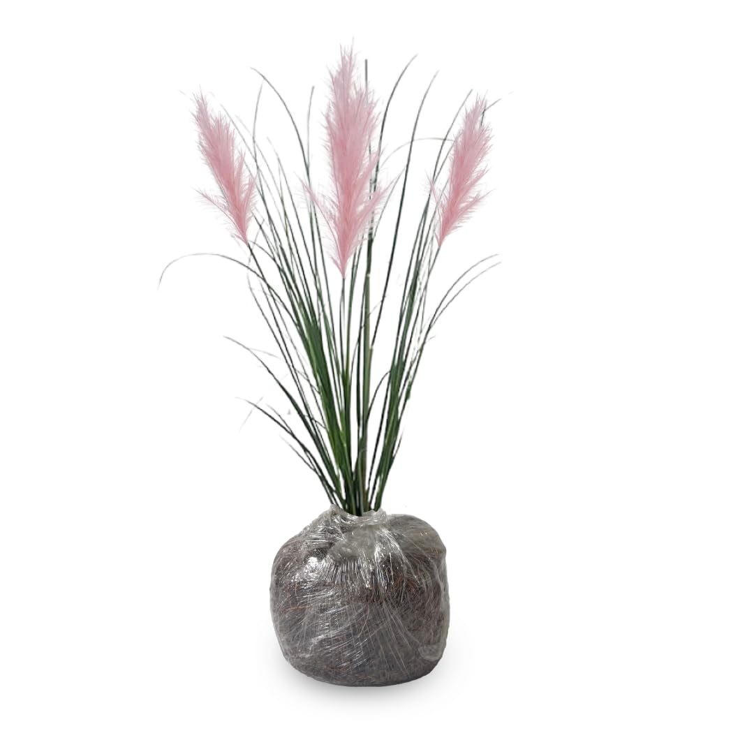 Ornamental Grass Seedlings Live Plant, Fully Rooted Pruned Back to 5 to 9 Inc in Tall Grasses Live Plants Perennial (Pink Pampas)