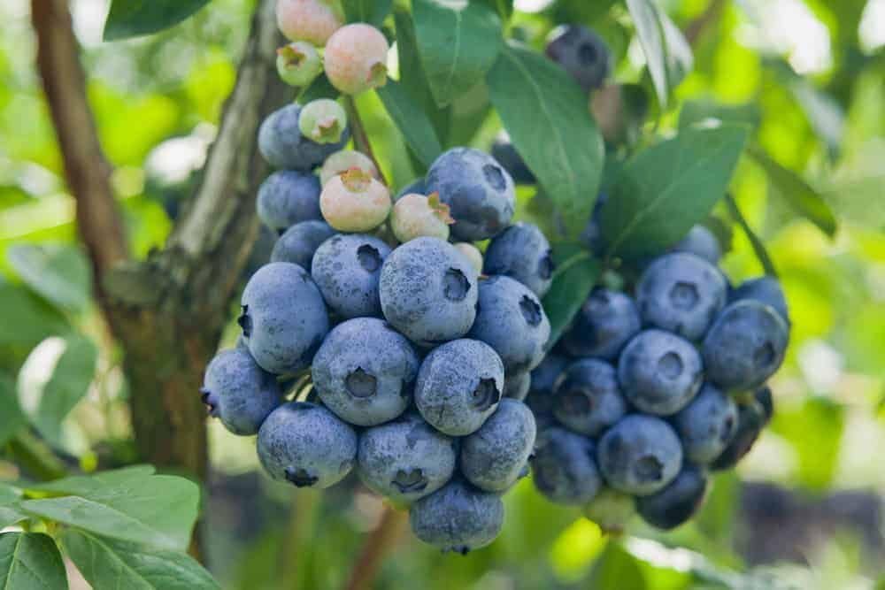 Live Plant - 5 Jersey Northern Highbush Blueberry Bushes - 10-12" Tall - 2 Year Old Plants