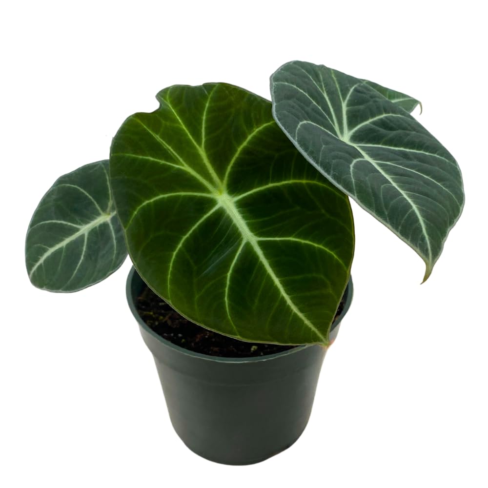 BubbleBlooms Alocasia Black Velvet, Jewel Alocasia in a 4 inch Pot