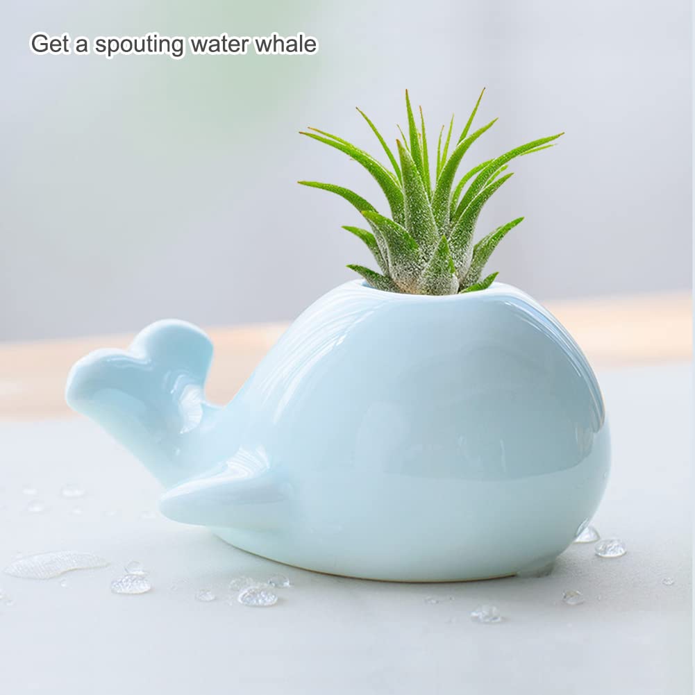 Mimeela Whale Planter Air Plant Holder Unique, Ceramic Animal Succulent Pots Large Air Plants Holders, Cactus Pot Airplant Planter Holder Office Desk Decor (Light Blue Whale)
