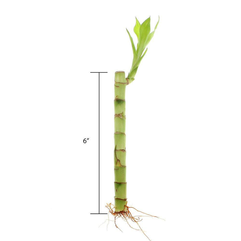 NW Wholesaler - Live Indoor Lucky Bamboo 6 Inch Bundle of 10 Stalks - Live Indoor Houseplants for Home Decor, Floral Arrangements, and Feng Shui - Good Luck Plant