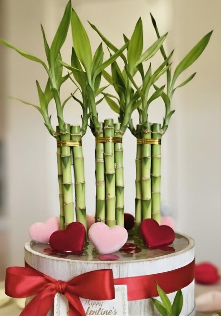 8 inches Lucky Bamboo 6 Healthy Plants, Tied in Gold Wire, Gift, Feng Shui, Indoor Plant, Bring Good Luck to Your Home, Perennial, Just add Purified Water