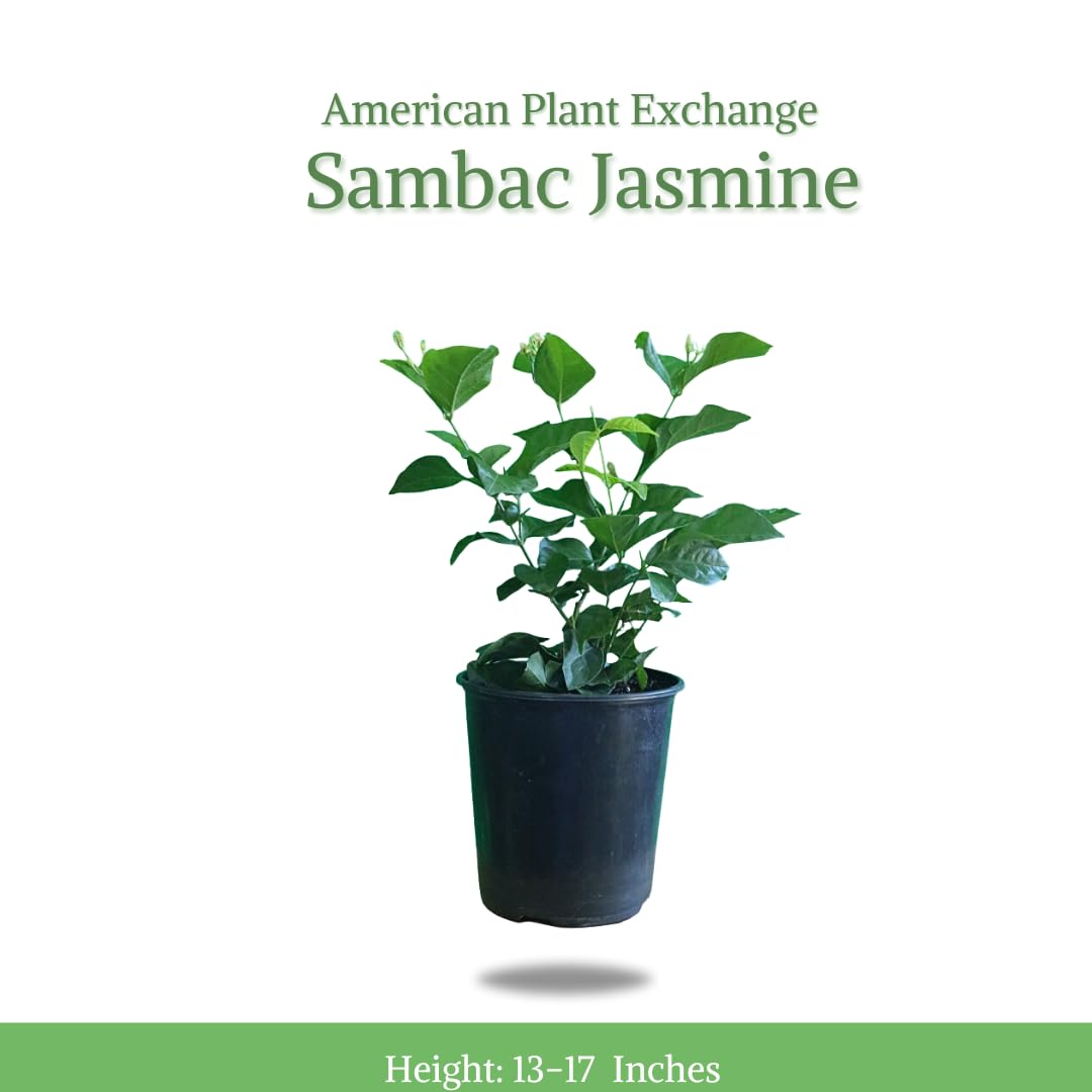 American Plant Exchange Sambac Jasmine, Live Plant in 6" Pot, Fragrant White Blooms, Evergreen Foliage, Ideal for Gardens and Indoor Aromatherapy