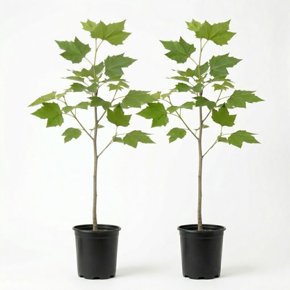2 American Sycamore Tree, Quart Pot - 12-18 Inch Tall, Vigorous Growth Habit with Unique Peeling Bark for Winter Interest