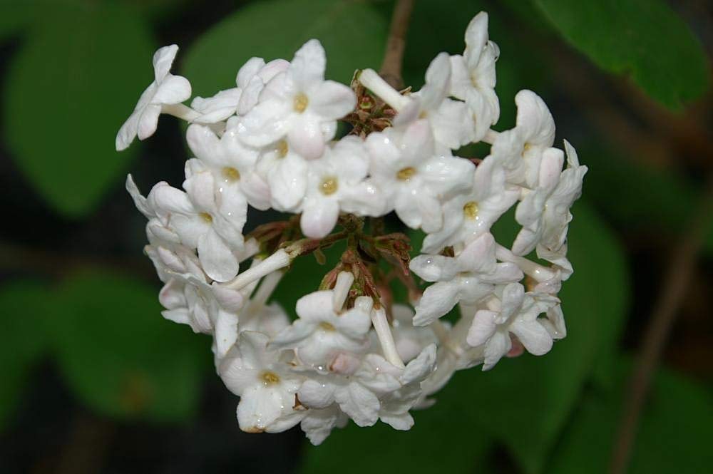Juddii Viburnum - Fragrant Snowball Bush - Live Plant Shipped 1 to 2 Feet Tall by DAS Farms