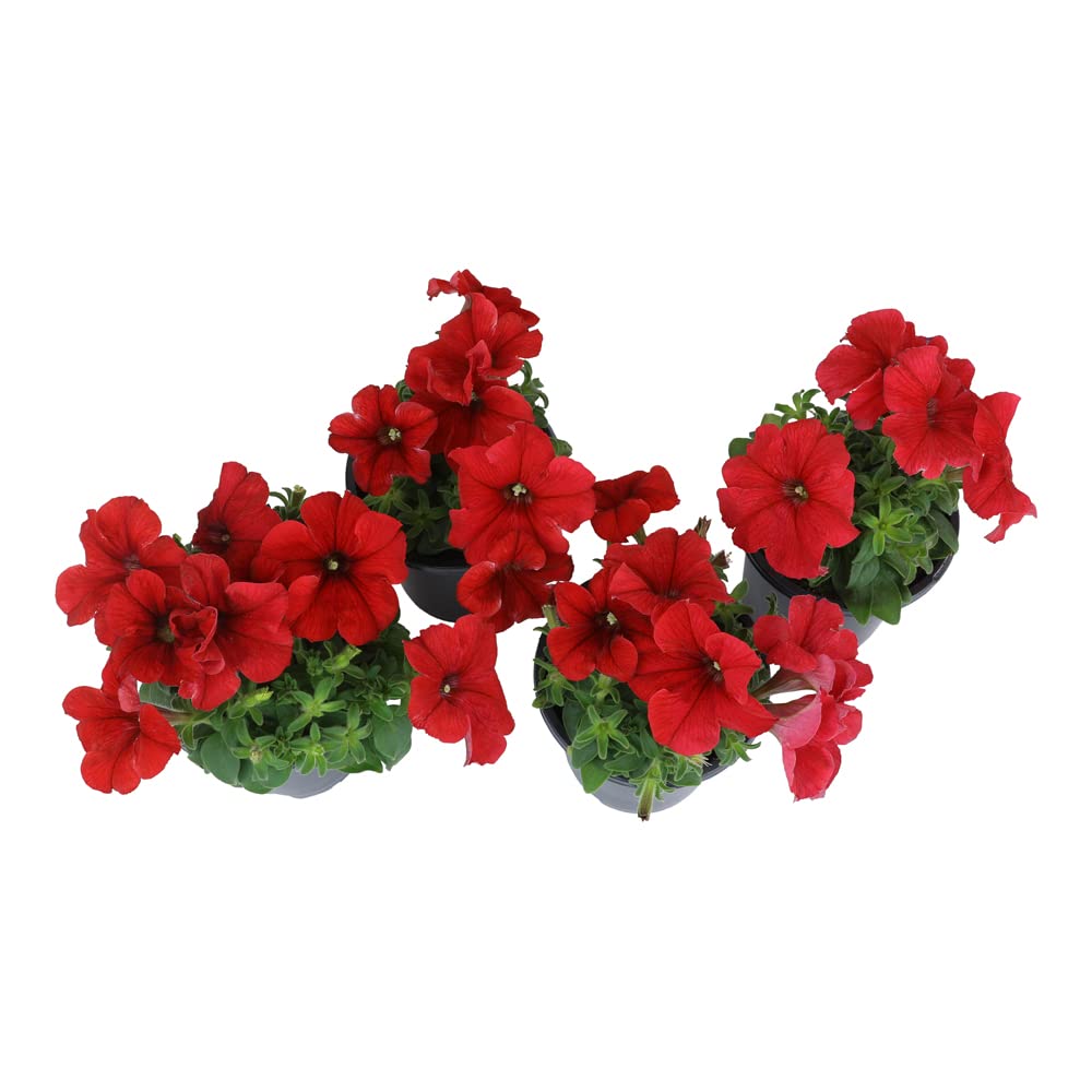 Live Petunia Flowers (4 Pack), Red Flowering Plants for Spring Gardening, Easy Plant Care, Garden Annuals, Red Petunias Multipack, Sun Loving Outdoor Annual