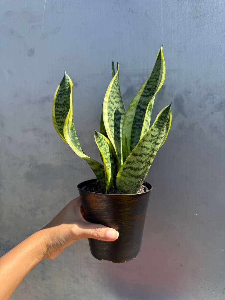 PLANTVERS Sansevieria ‘Laurentii’ in 4" Decorative Pot – Golden Snake Plant – Live Easy Care Succulent – Air Purifying Indoor Plant – Low Maintenance Houseplant for Home or Office