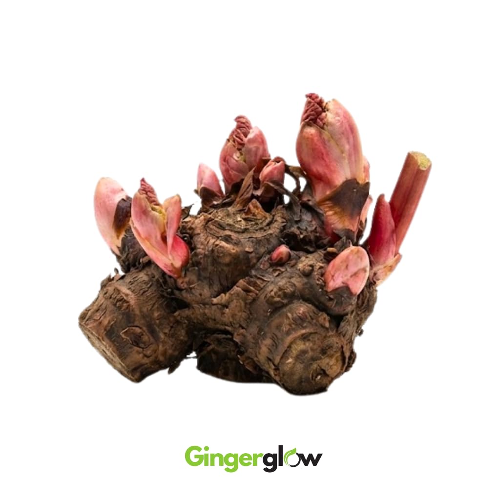 Rhubarb Plants Root for Planting, Hardy & Sweet Red Cherry Rhubarb, Large Crown 6–7 Inch, Easy to Grow for Beginners, Fast- Growing Perennial