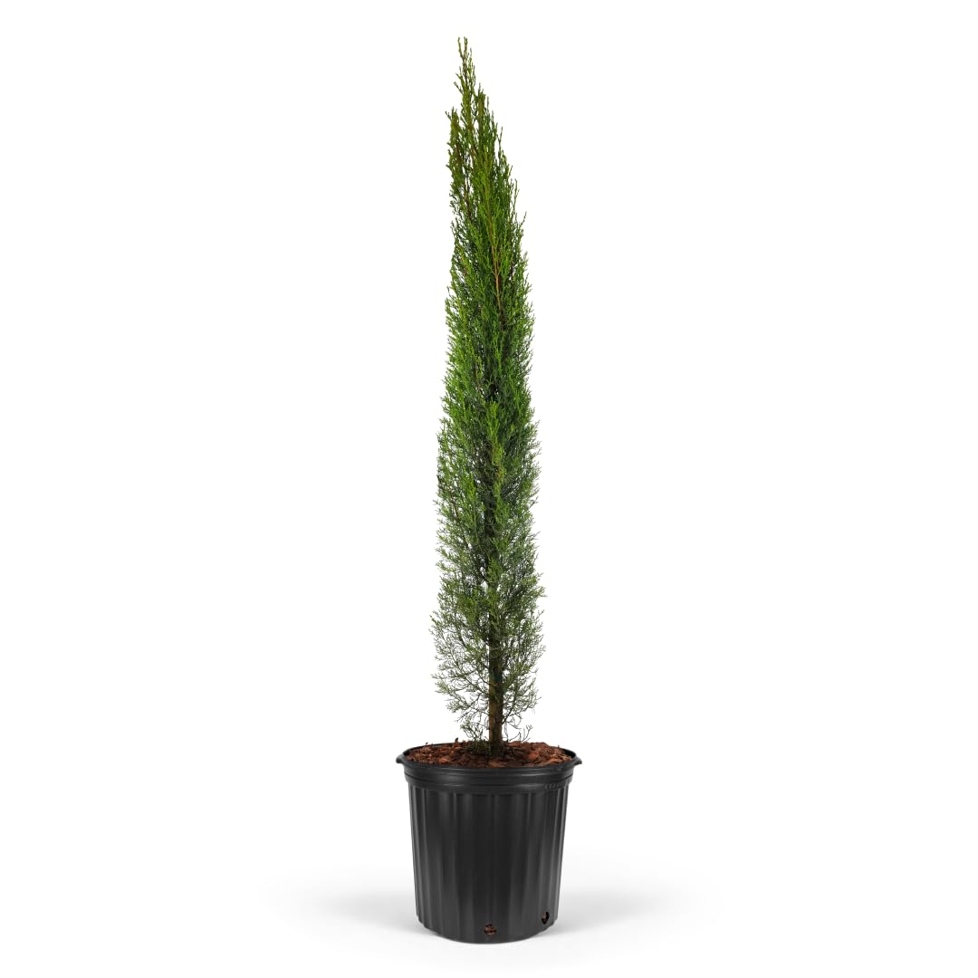 Dwarf Italian Cypress Tree – Live Mediterranean Evergreen for Landscaping, Low Maintenance, Air Purifying Outdoor Plant, Perfect for Garden Hedges and Privacy Screens (2gal Pot 3-4ft)
