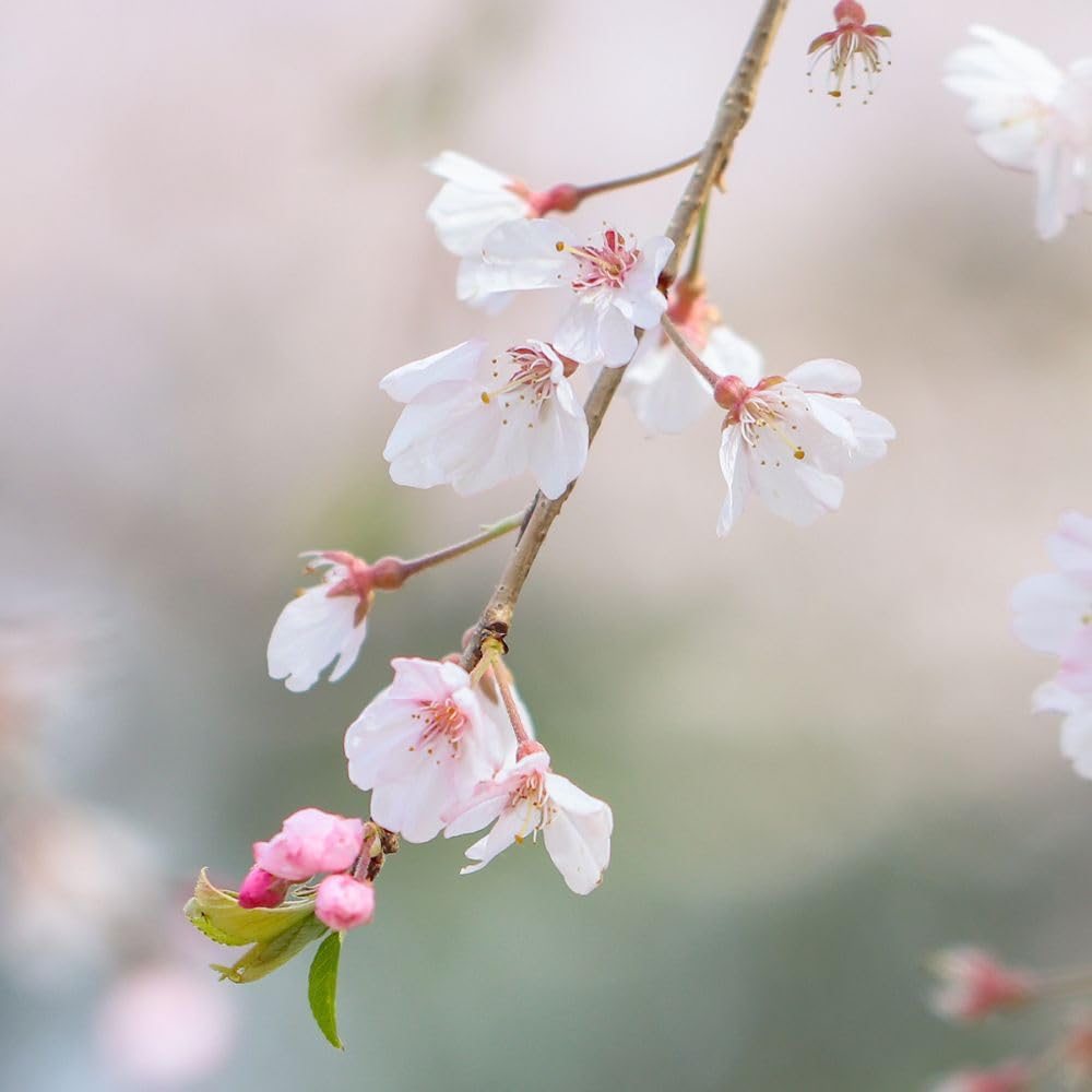 Cherry Flowering Tree, 5 gal. (Yoshino) (Due to Agricultural Laws, we Cannot Ship to CA, AZ, AK, or HI)