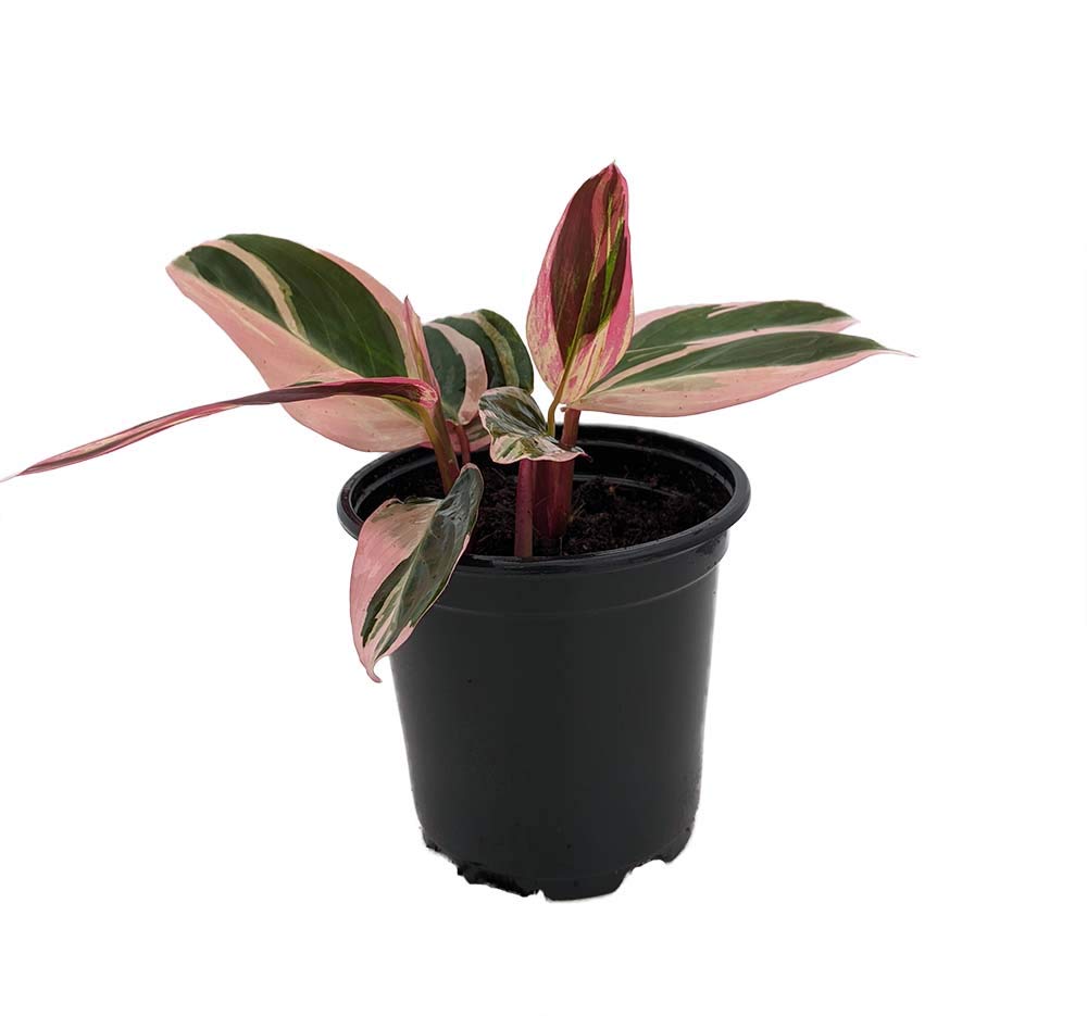 Tricolor Prayer Plant - Stromanthe triostar - 4" Pot - Live Plant
