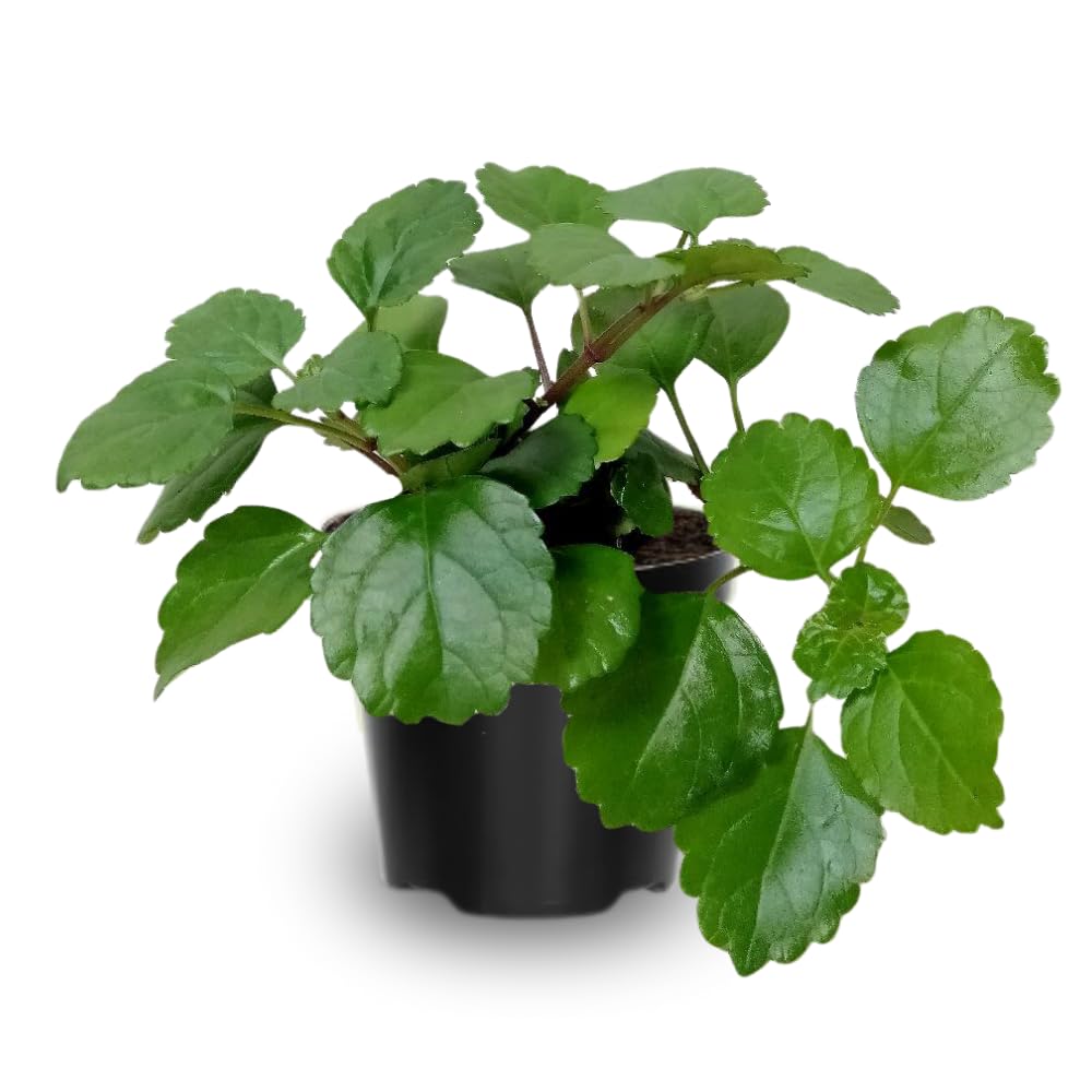 2 Green Swedish Ivy Plants Live in Potted, Live Swedish Ivy Plant, 3 to 5 Inc Tall, House Plant Live, Green Plectranthus Fragrant Plants