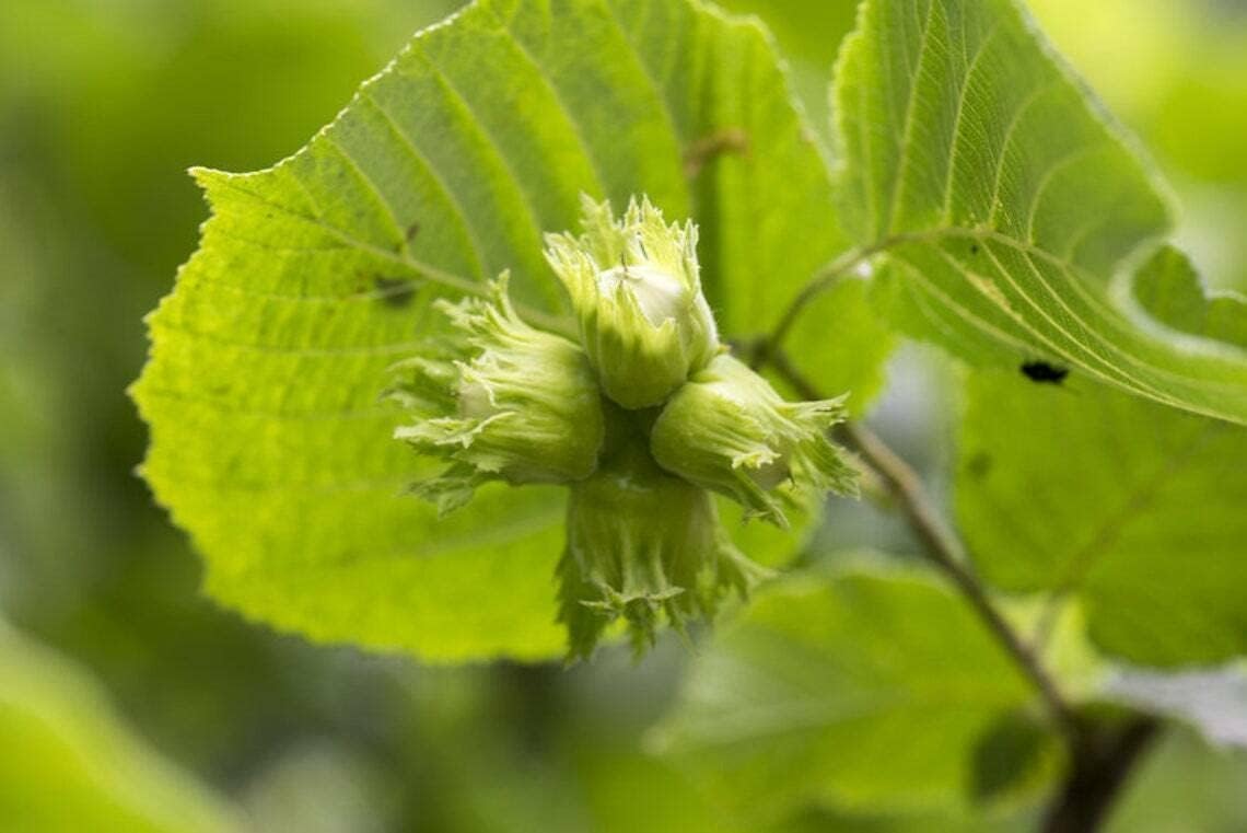 2 American Hazelnut/Filbert Trees - 24-36" Tall Live Plants - 2-3 Foot Tall Nut Tree Seedlings - Corylus Americana - (2 Pack)