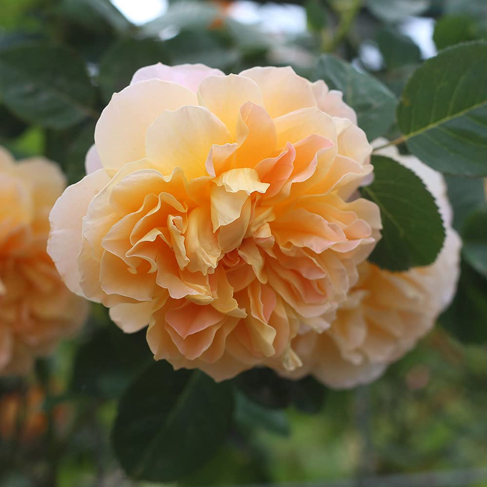 Heirloom Climbing Roses, Live Own Root Plant for Outdoor Garden, The Impressionist™, Very Fragrant, Hardiness Zones 5-10, Repeat Blooming