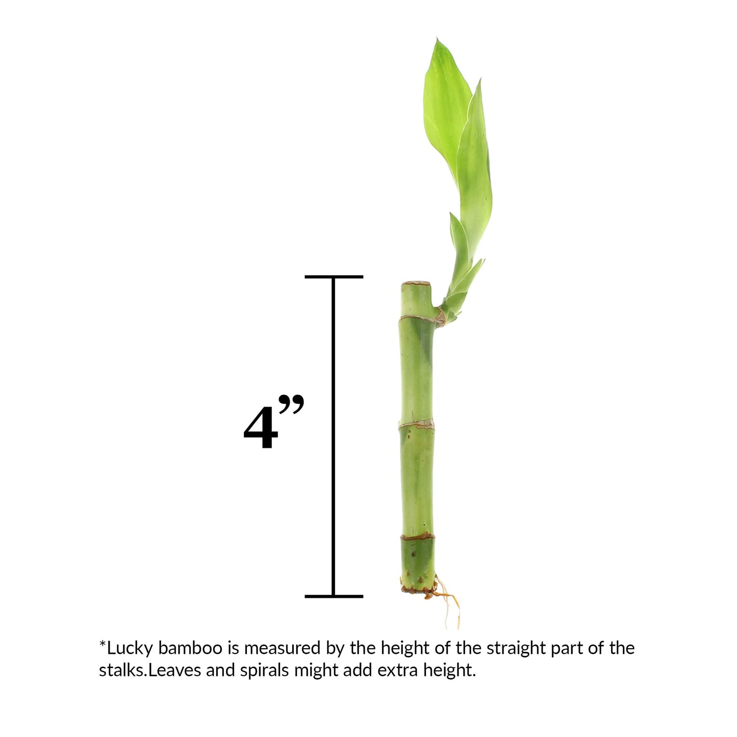 NW Wholesaler - 4" Live Lucky Bamboo Plant - Bundle of 10 Stalks - Live Indoor Houseplants for Home Decor, Live Bamboo Plant, Indoor Low Light Plants, Feng Shui (10)