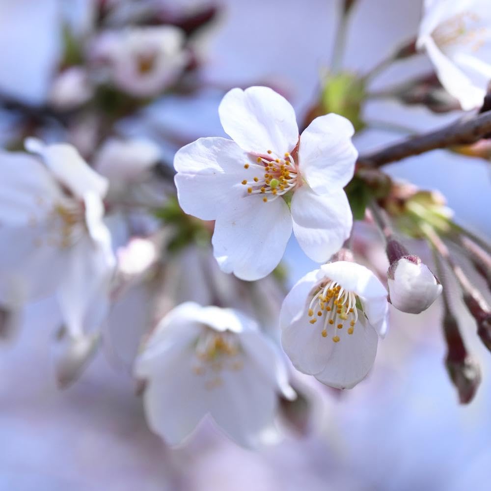 Brighter Blooms - Stella Cherry Tree, 3-4 ft. - No Shipping to AZ, CA, CO, ID, OR, WA