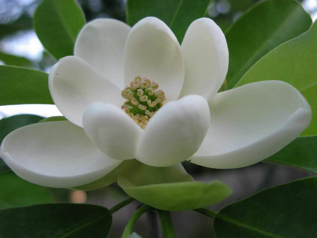 Sweetbay Magnolia Tree 10-18" Tall in a Quart Pot - Live Plant Magnolia