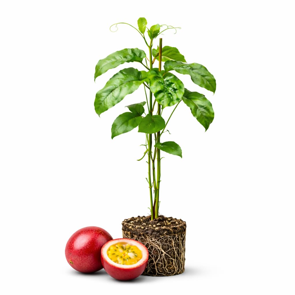 Passion Fruit Plant Live - Red Passionfruit | Size 4 Inch Tall | Fast Growing Red Passion Fruit with Striking Red Flowers for Pergolas, Arbors & Garden Spaces