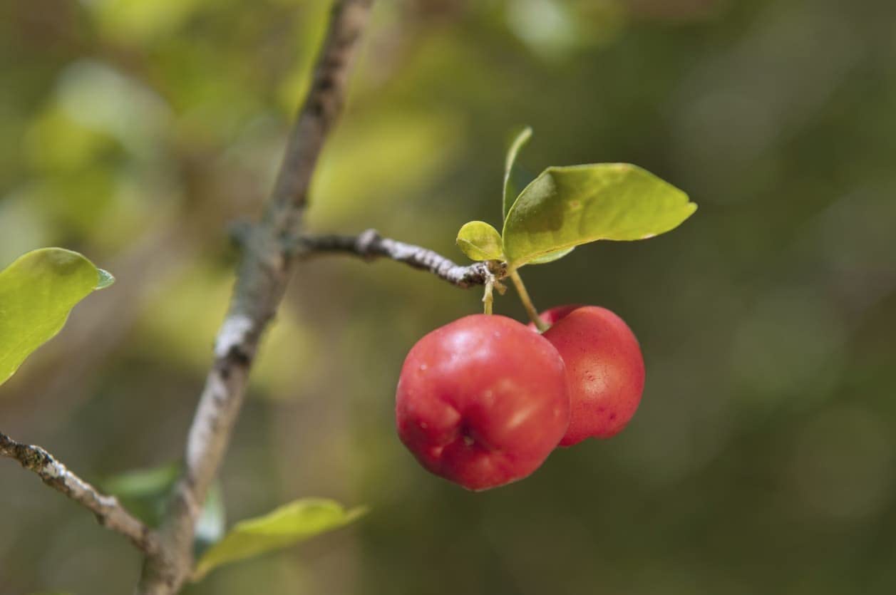 Barbados Cherry Tree - Live Plant in a 4 Inch Grower's Pot - Malpighia Emarginata - Edible Fruit Bearing Tree for The Patio and Garden