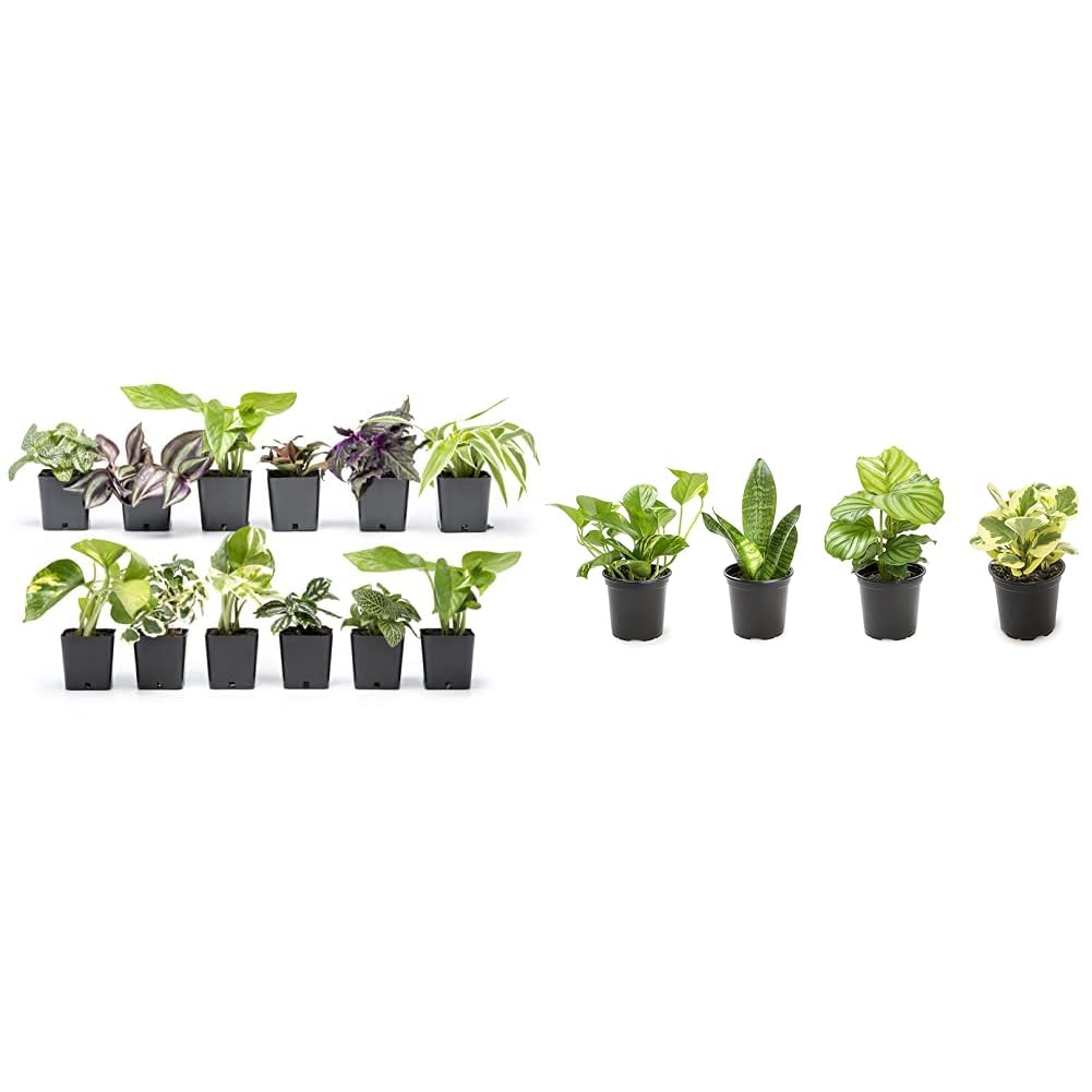 Altman Plants Live Houseplants (12PK), Indoor Plants for Delivery Prime & Essential Houseplant Collection (4PK) Live Plants Indoor Plants Live Houseplants in Plant Pots, Easy House Plants Indoors