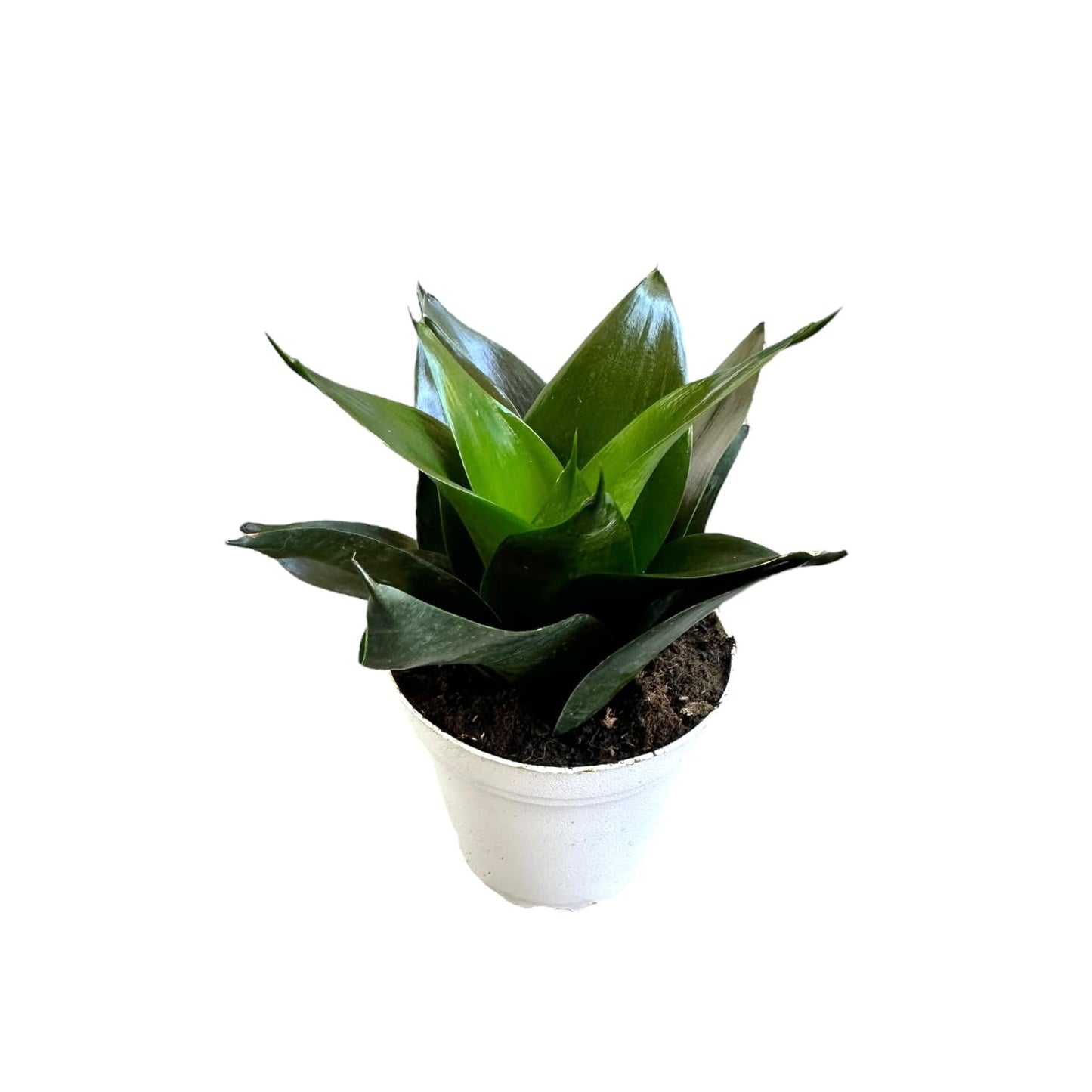 Hopewind Plants Shop Snake Plant, Sansevieria, Live Indoor Plant, Easy Care, Air Purifying Plant, 4 inch Pot (Jade Star)