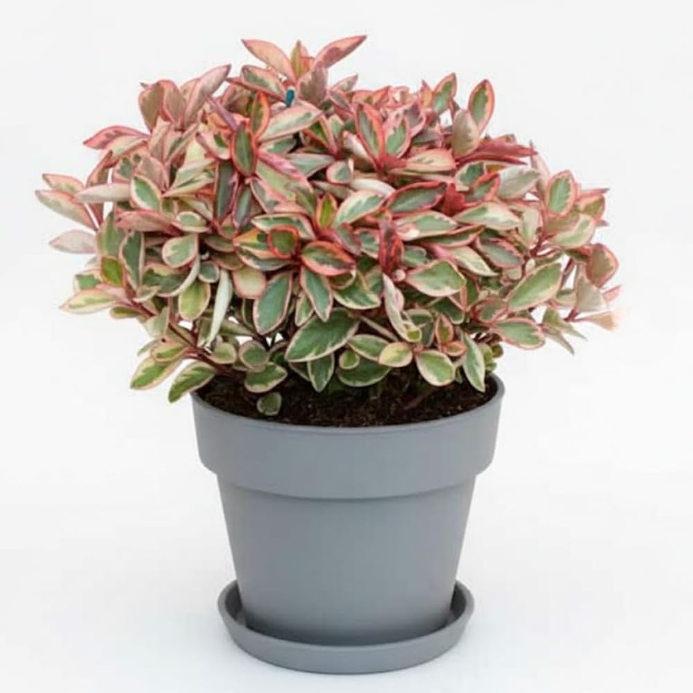Peperomia Plant Live, Peperomia Live in 3.5 Inches Pot, Tropical Houseplant for Indoor Planting, Compact Plant for Home Office Decor, 4 to 6 Inches Tall (Peperomia Rainbow)