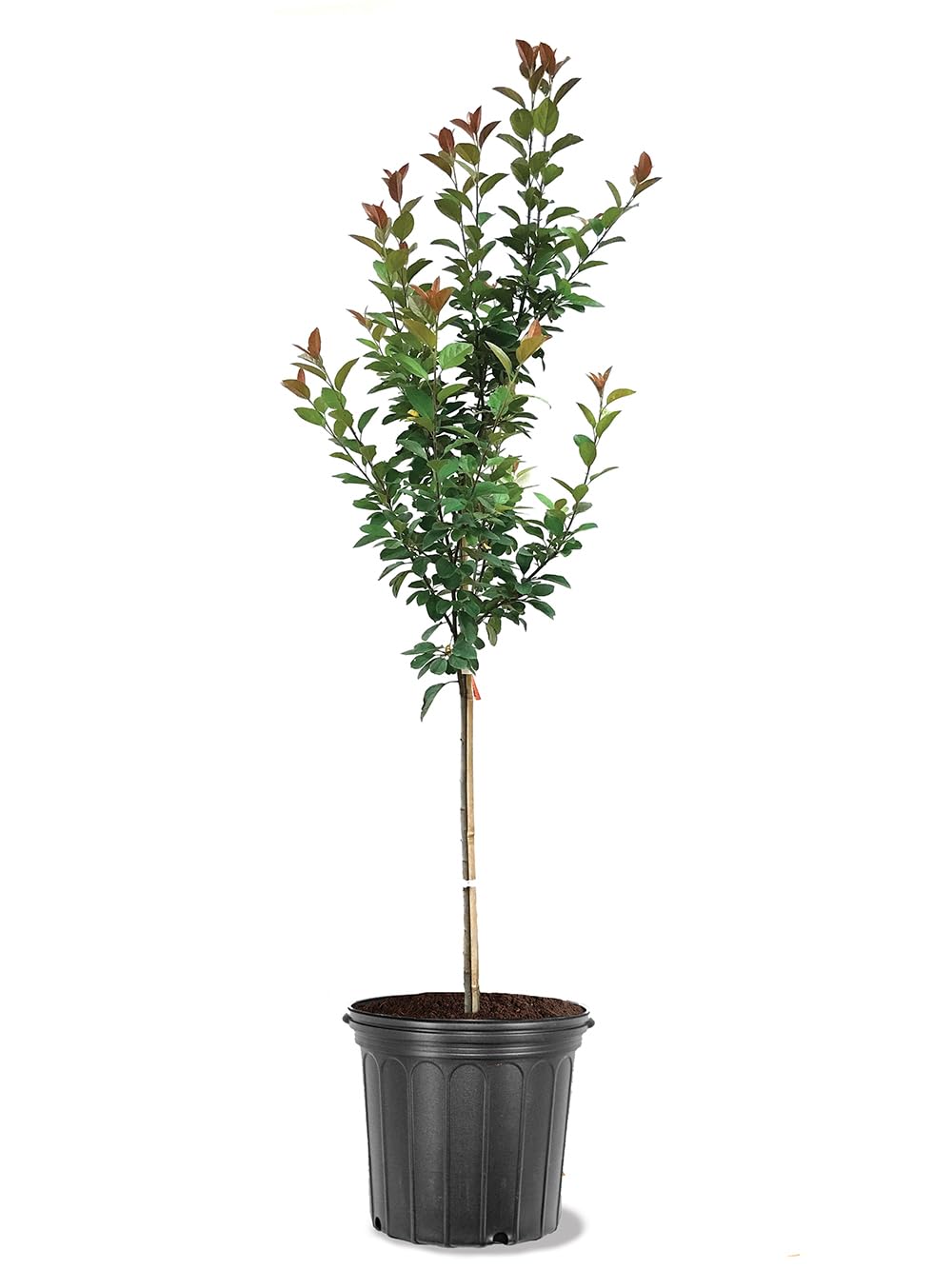 American Plant Exchange Crabapple Tree 'Centurion' – Live Flowering Ornamental Tree, 5-Gallon Pot, Cold Hardy, Pink Spring Blooms and Red Fruit for Outdoor Landscapes