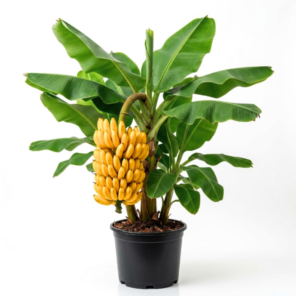 Dwarf Cavendish Banana Tree Live Plant in 1 Gal Pot, Hardy Banana Live Plant, Live Banana Fruit Tree, 1-2 Year Old, Well-Rooted, No to CA
