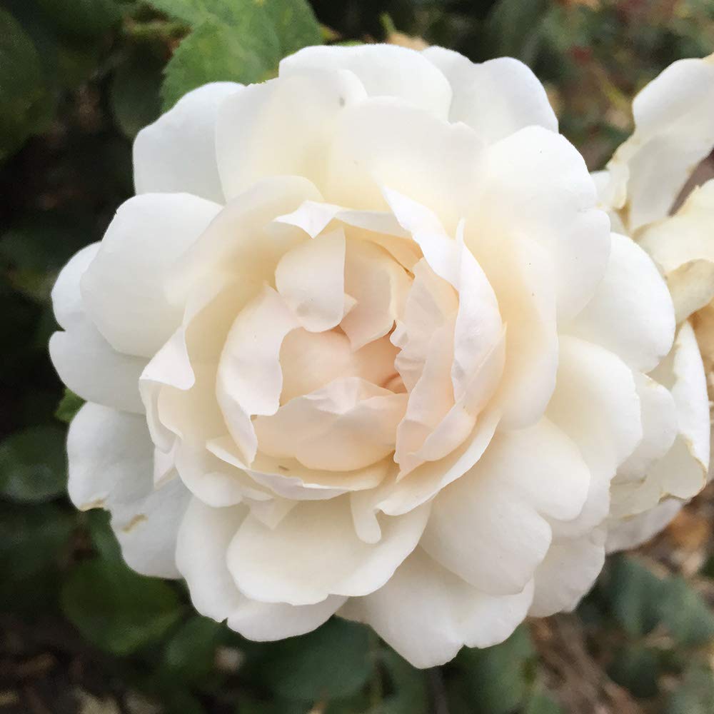 Heirloom Climbing Roses, Live Own Root Plant for Outdoor Garden, Cloud 10™, Moderately Fragrant, Hardiness Zones 5-10, Continual Blooming