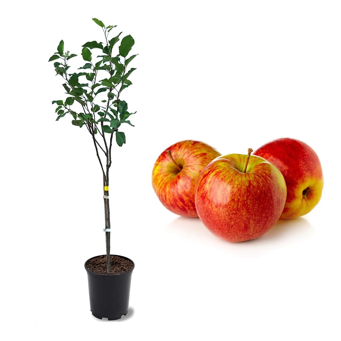 American Plant Exchange Anna Apple Tree, 1 Gallon Pot, 1-2 ft Tall, Live Outdoor Fruiting Plant, Honey Tart Fruit