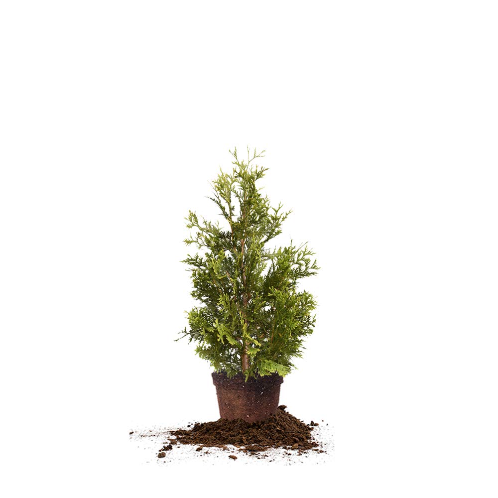 Perfect Plants Thuja Green Giant Live Plant, in 3 Gal. Grower's Pot, Includes Care Guide