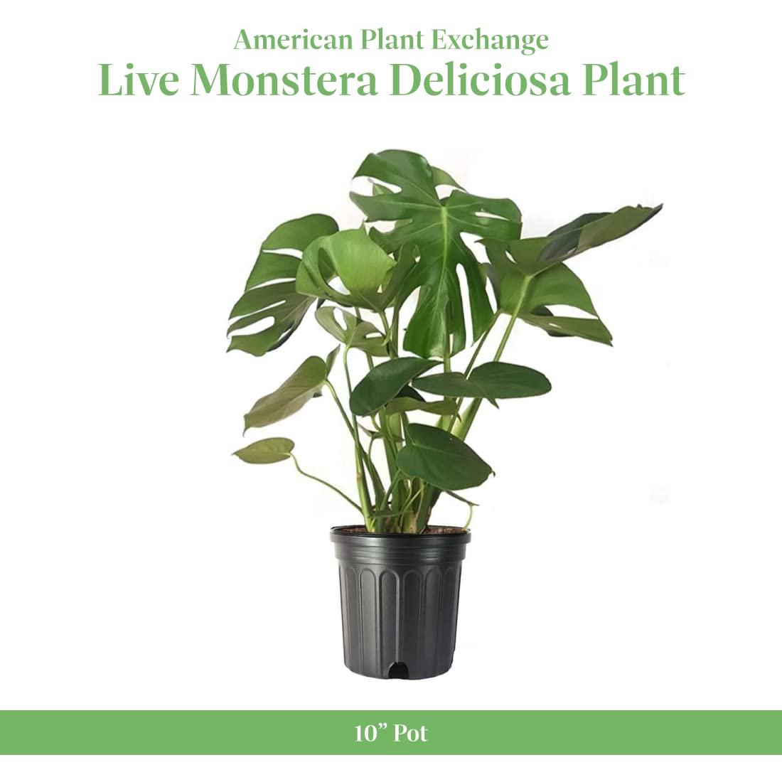 American Plant Exchange Philodendron Monstera – 10-Inch Pot – Live Split-Leaf Tropical Houseplant, Easy Care Indoor Plant for Home, Office, & Jungle-Inspired Décor