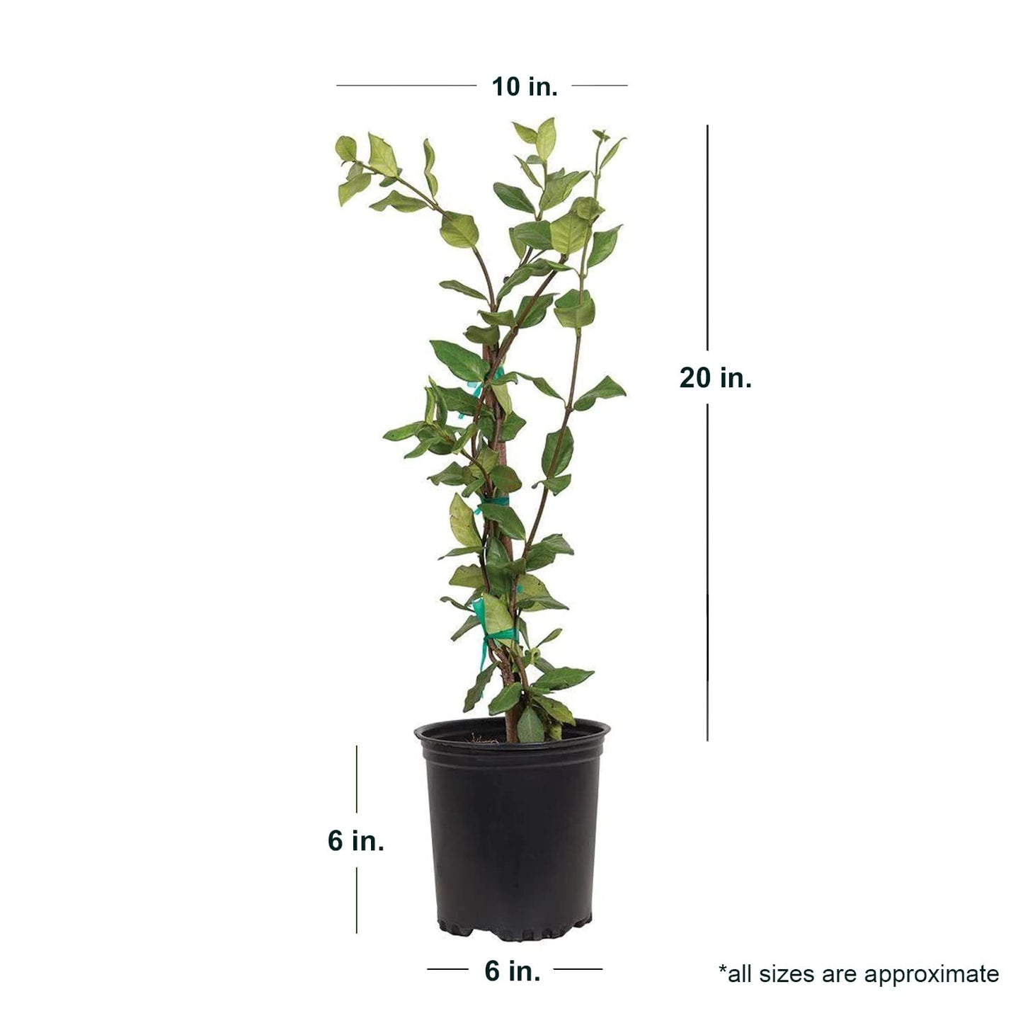 Star Jasmine 'Large Leaf' (2.5 Quart) Aromatic White Blooming Evergreen Vine - Full Sun Live Outdoor Plant