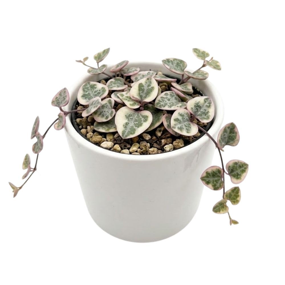 Variegated String of Heart Plant, 2" Pot, Ceropegia Woodii Variegata, Trailing Succulent Vine for Indoor Planting