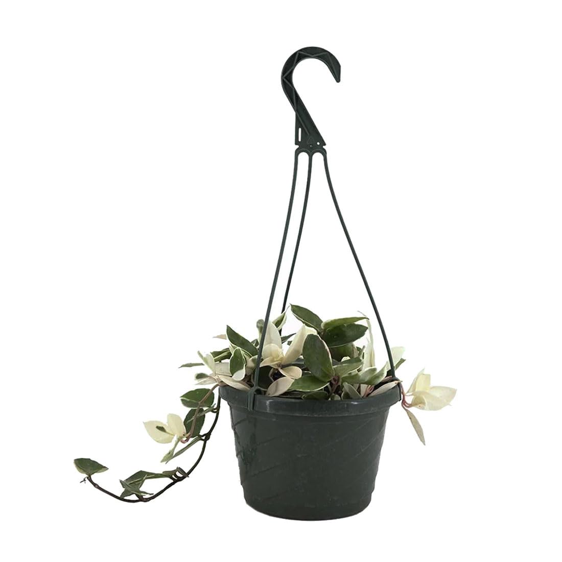 American Plant Exchange Hoya Krimson Queen, 8-Inch Hanging Basket, Flowering Indoor Houseplant, Live Wax Plant, Cascading Pink and White Foliage