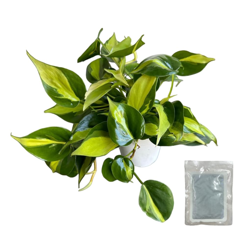 Hopewind Plants Shop - Philodendron hederaceum Brasil, Rare Variety, Live Indoor Plant, 4 inch Pot (Heat Pack Included)