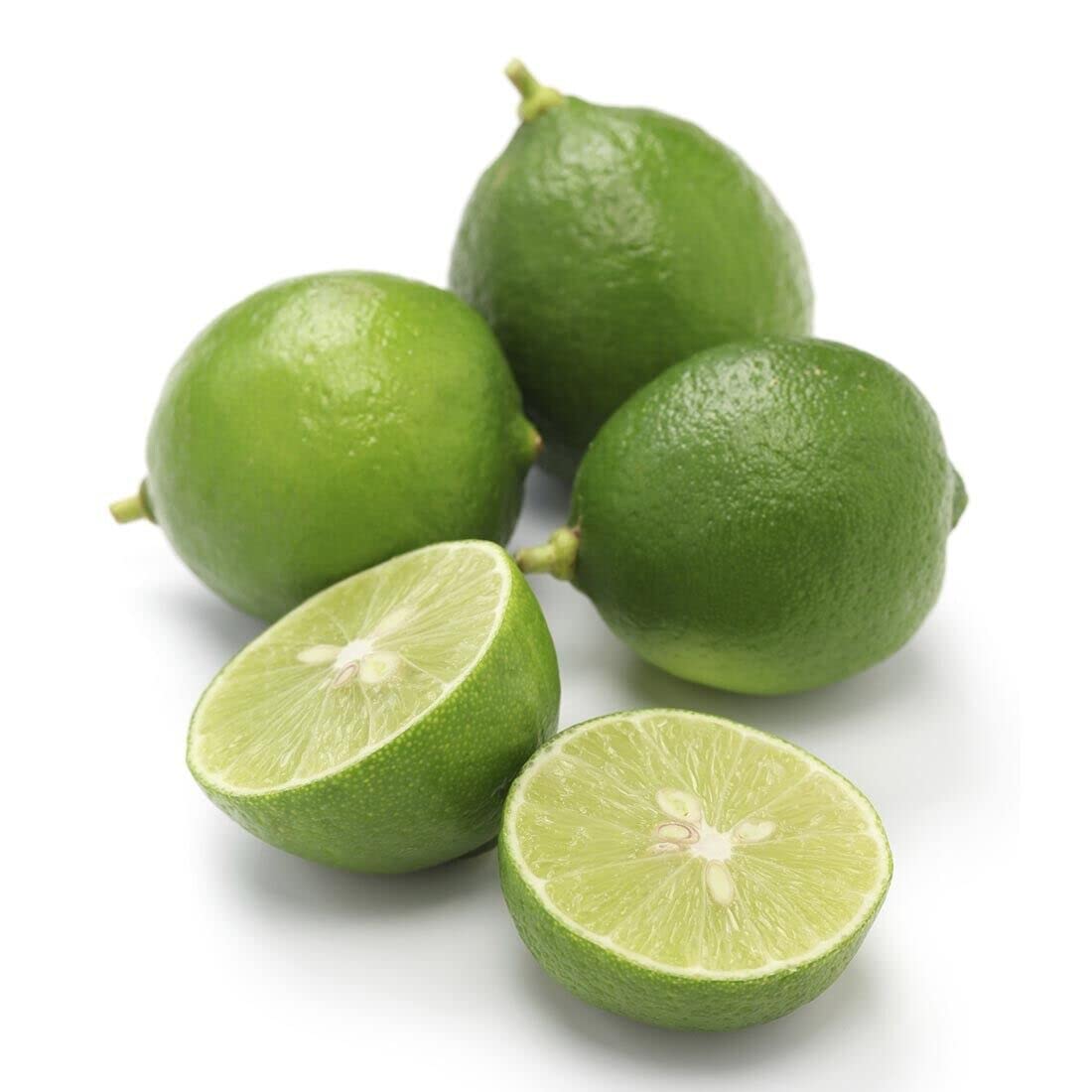 Mexican Key Lime Tree - 2-5 Inch Tall Live Plant - Potted Lime Fruit Seedling - Citrus aurantifolia