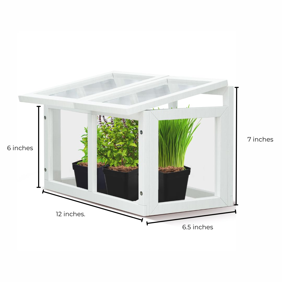 Mini Tabletop Greenhouse 12"x8" – Compact Indoor Plant House with Clear Acrylic Panels & Wood Frame with 4" Pots for Herbs, Seedlings, Cuttings & Propagation - Cat Safe