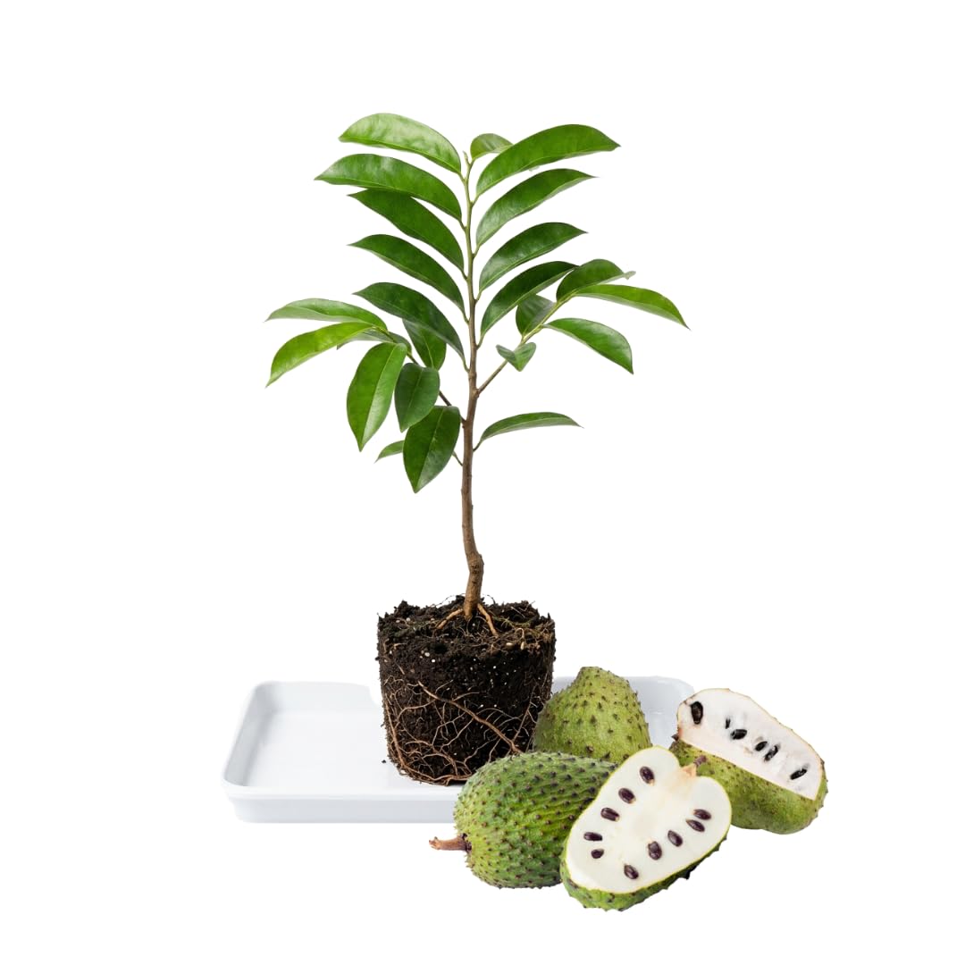 Soursop Tree Live Plant 8 Months Old No Pot, Tropical Annona Muricata Starter Plant, Very Fast-Growing, 5-9 Inches in Tall