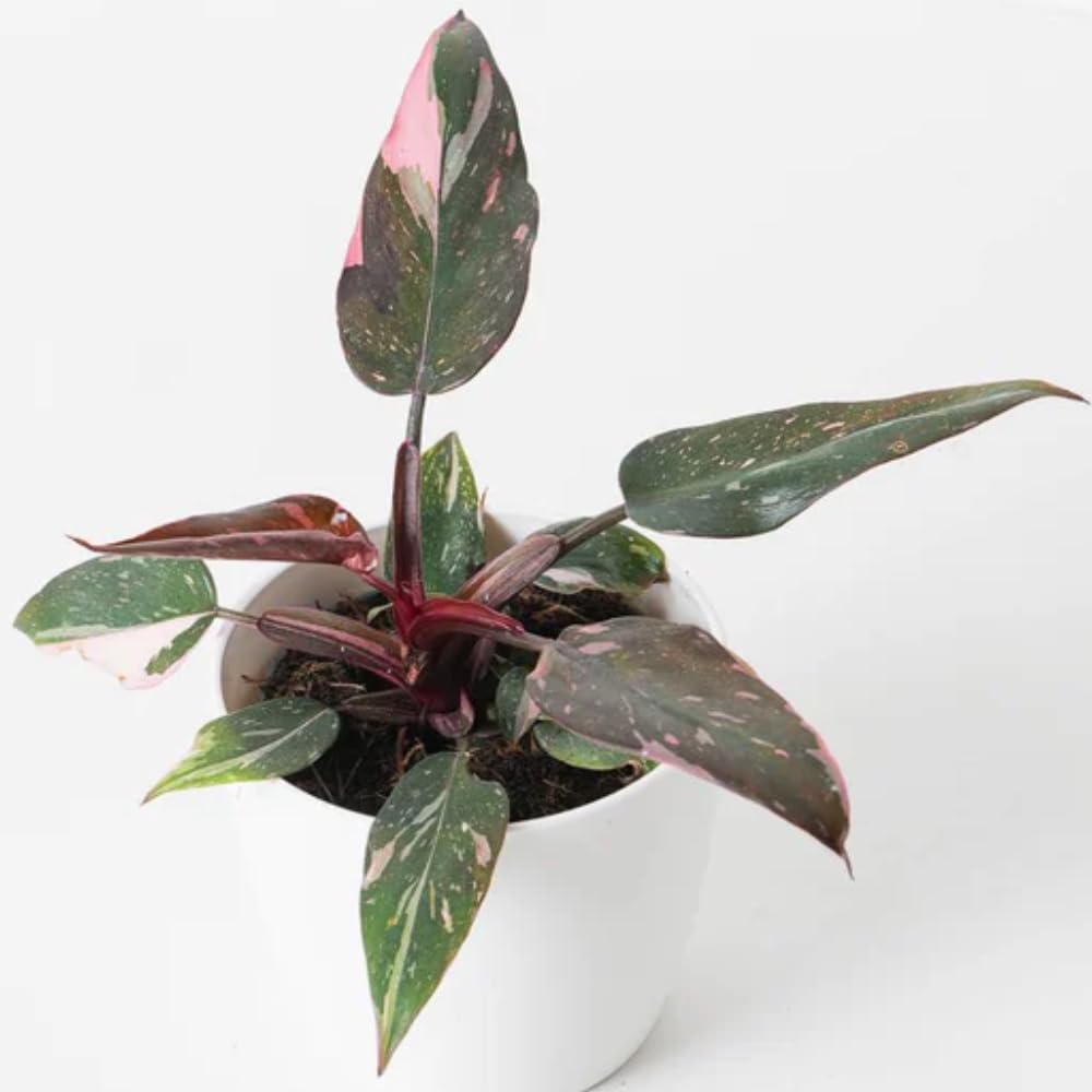 Princess Philodendron Live Plant, Rare Variegated Houseplant 5-8 Inch Tall, Indoor Live Plant for Home or Office Decor, No Pot (Pink Philodendron)