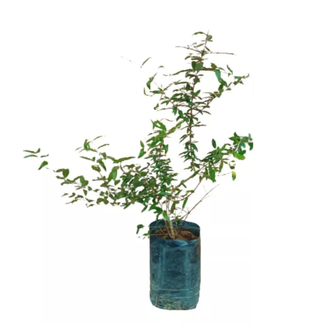 Red Pomegranate Tree Live Plant, Starter Size from 4 to 8 Inc, Sweet Fruit Tropical Plant, Cold Hardy, Spring Planting