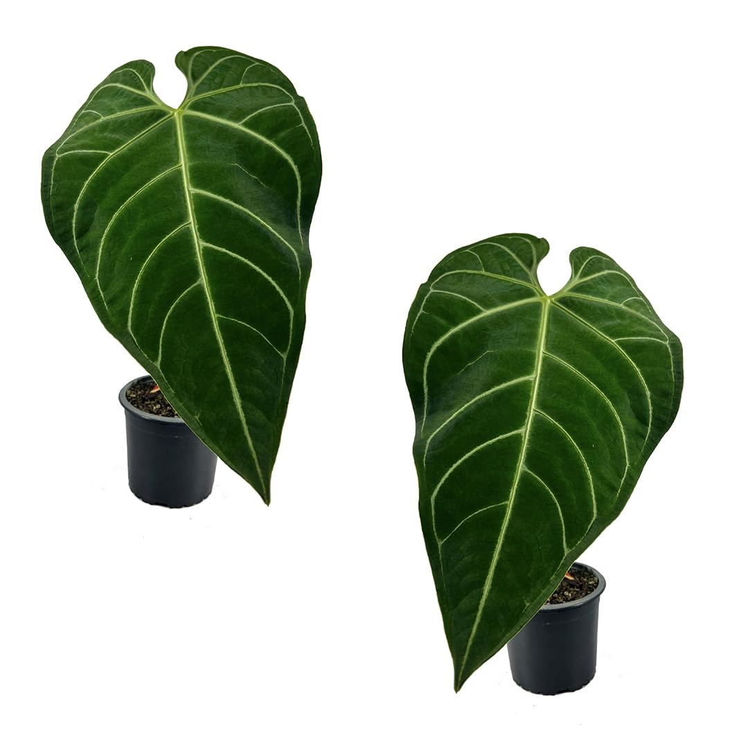 LEAL PLANTS ECUADOR Anthurium Regale (Pack of 2) - Live Tropical Houseplant for Air Purification | Elephant Ear Leaf Plant | Unique Gift for Plant Lovers