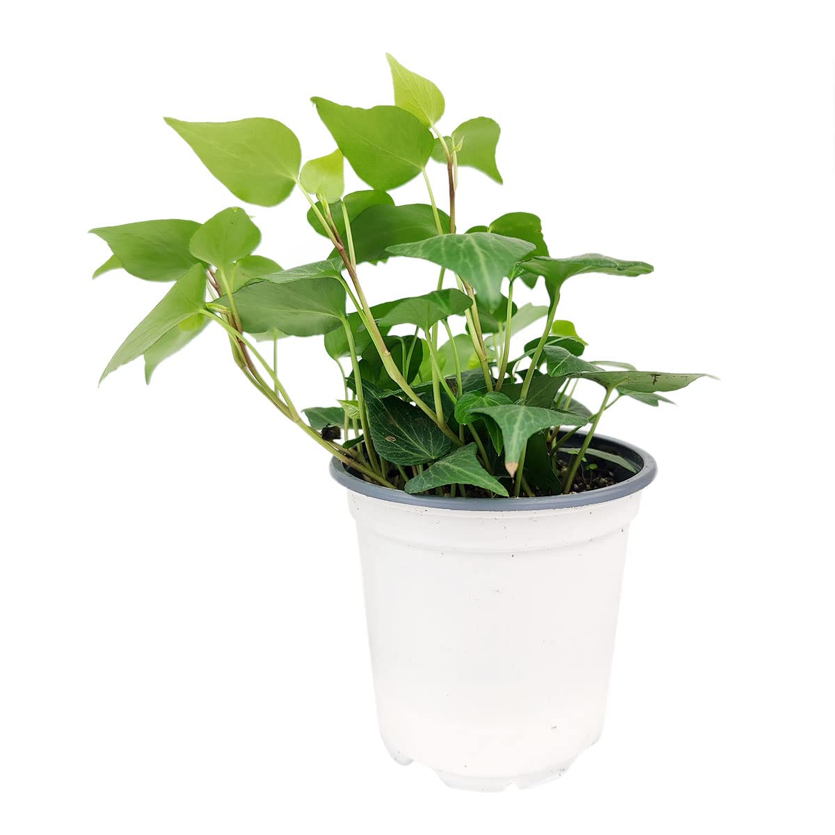 Green Ivy Plant (4" Grower Pot) - Heart-Shaped Green Leaves Houseplant for Home Decoration - Air Purifying, Easy to Grow Houseplant