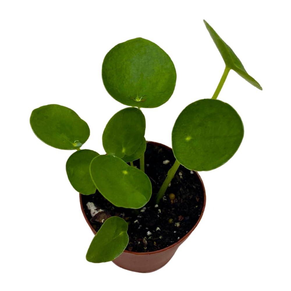 BubbleBlooms Chinese Money Plant Pilea Peperomioides in a 2 inch Pot