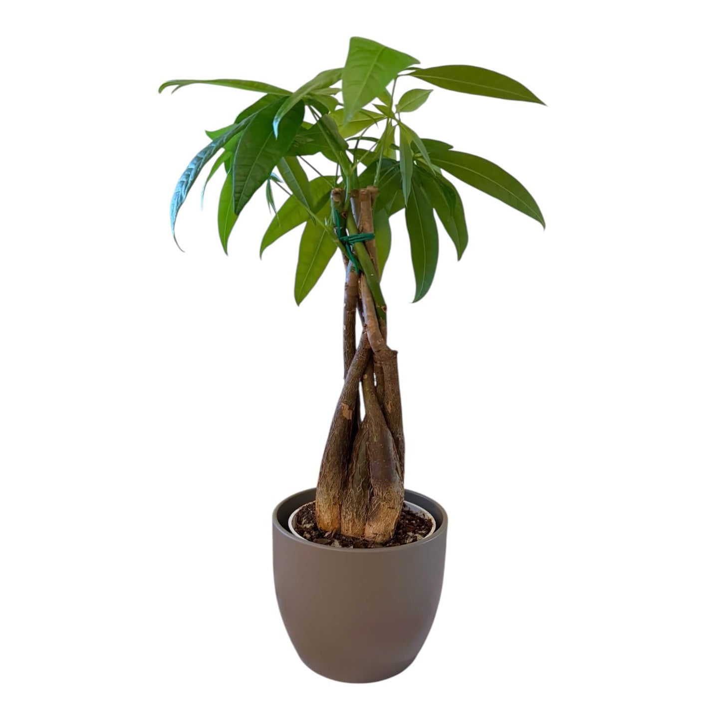 Hopewind Plants Shop Money Tree Live Plant | 14-22 Inches Tall Bonsai | Easy to Grow Indoor Houseplant | Home, Office, or Room Decor | Birthday, Housewarming Gift (Slate)