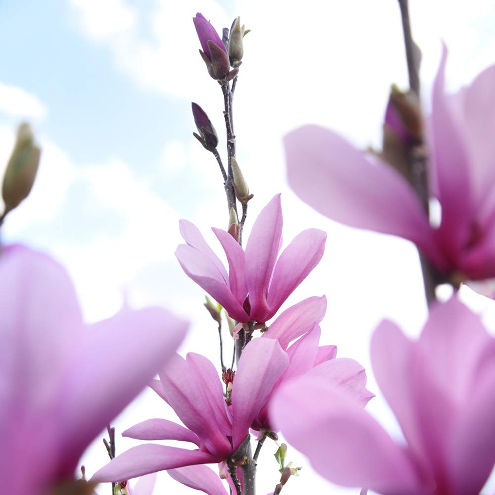 Perfect Plants Ann Magnolia Live Plant, 1 Gallon, Includes Care Guide