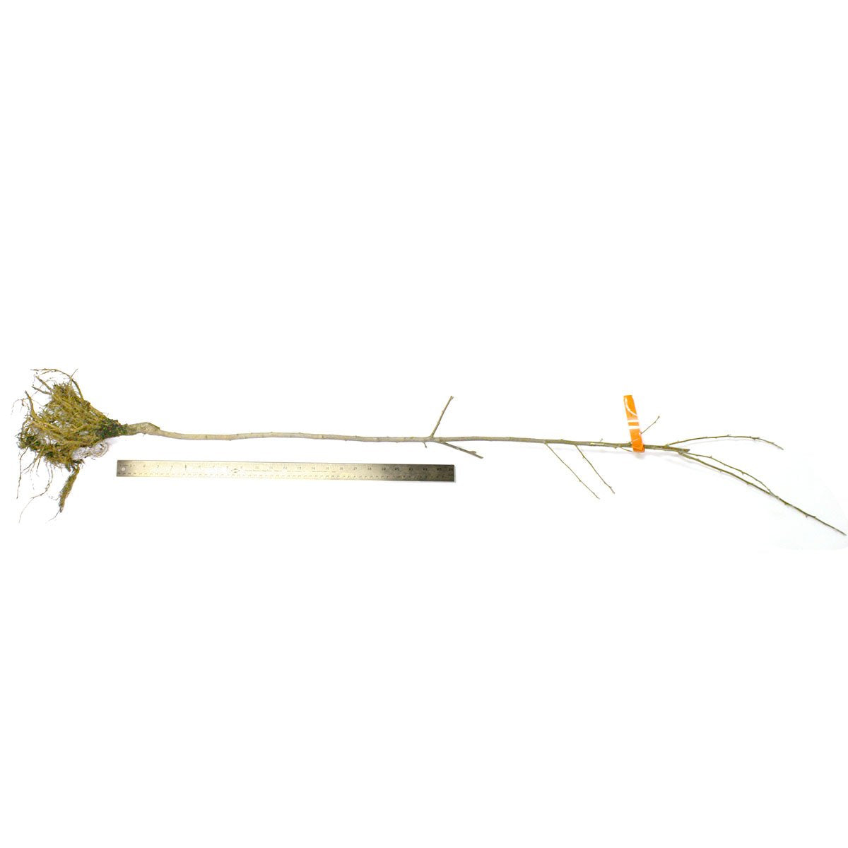 Van Zyverden Apple Tree - Honeycrisp - 1 Root Stock
