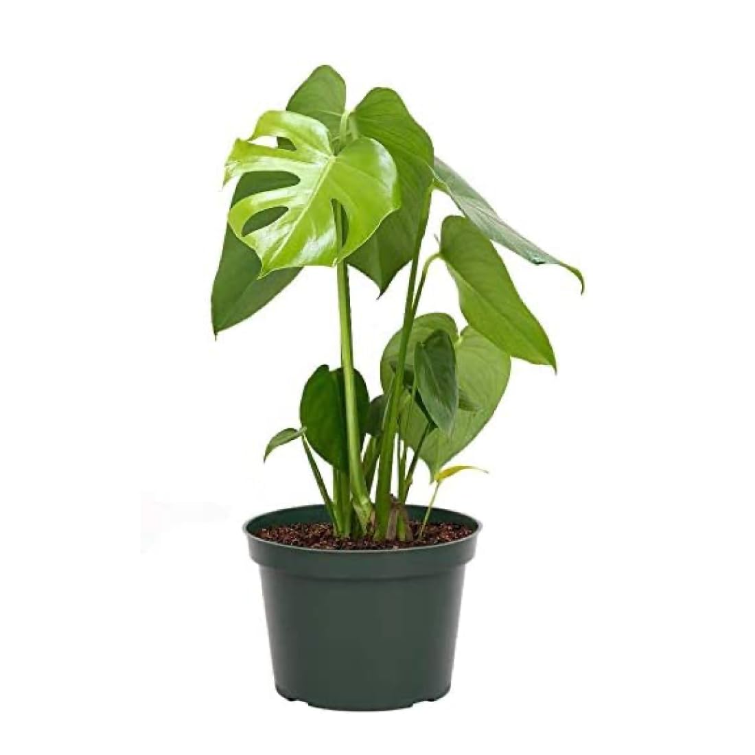 American Plant Exchange Monstera Deliciosa - Live 6-Inch Pot, Easy-Care Split Leaf Vine, Low-Maintenance Air Purifying Houseplant for Home, Office & Garden Décor
